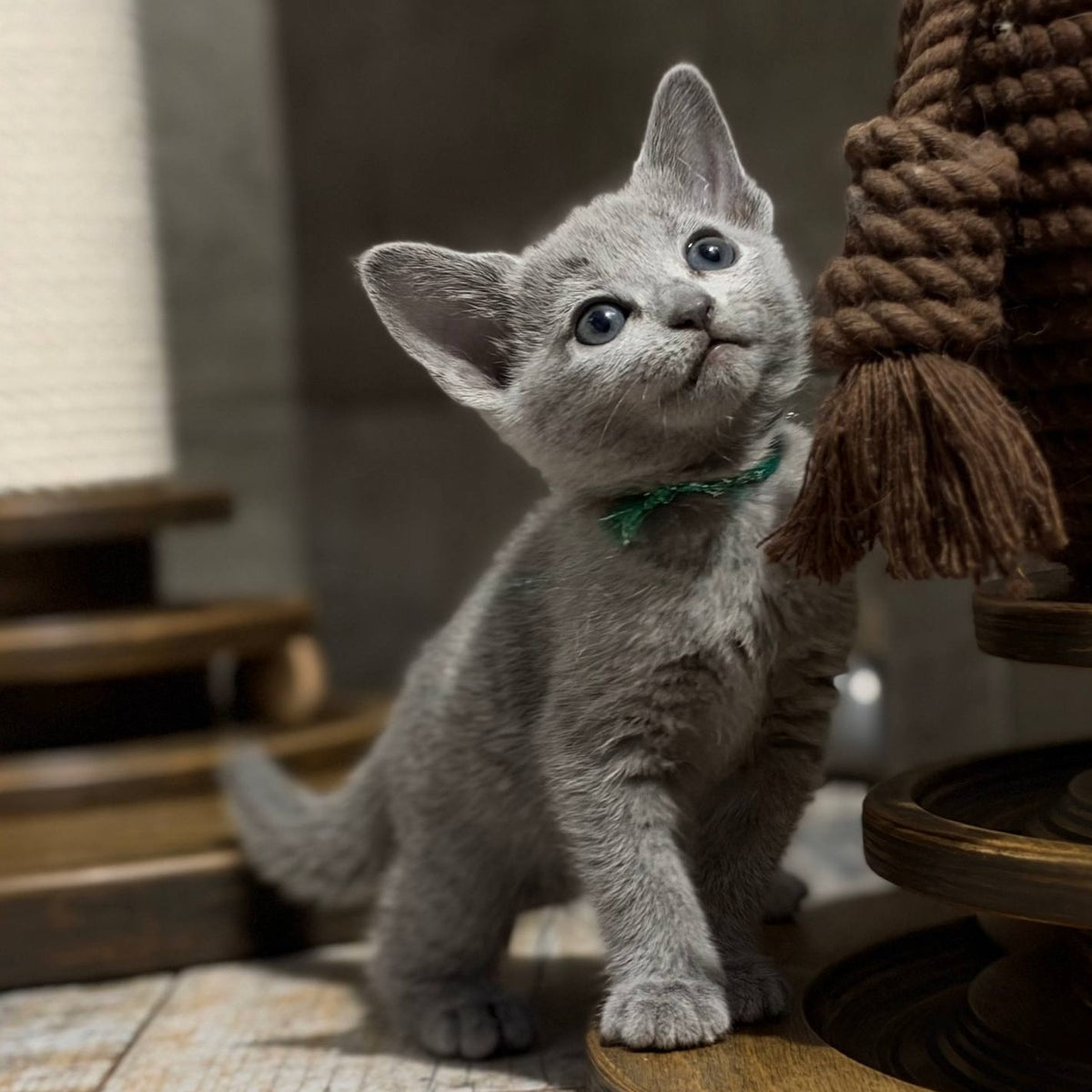 Nairn Russian Blue female, blue