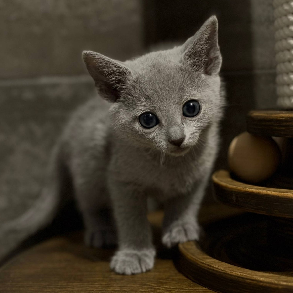 Neil Russian Blue male, blue