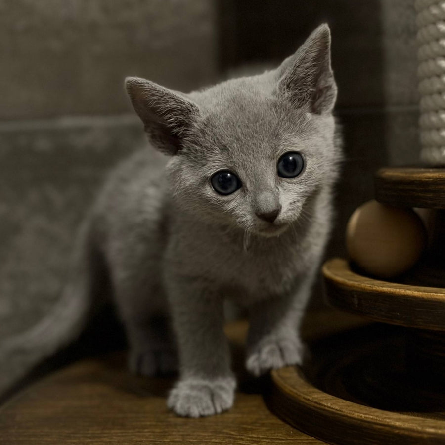 Neil Russian Blue male, blue