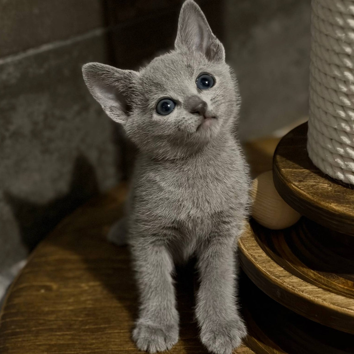 Neil Russian Blue male, blue