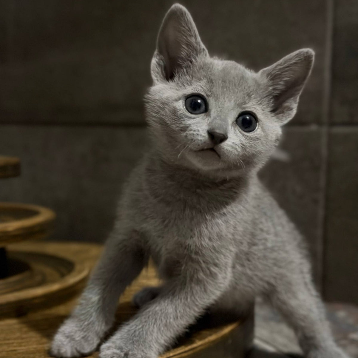 Neil Russian Blue male, blue