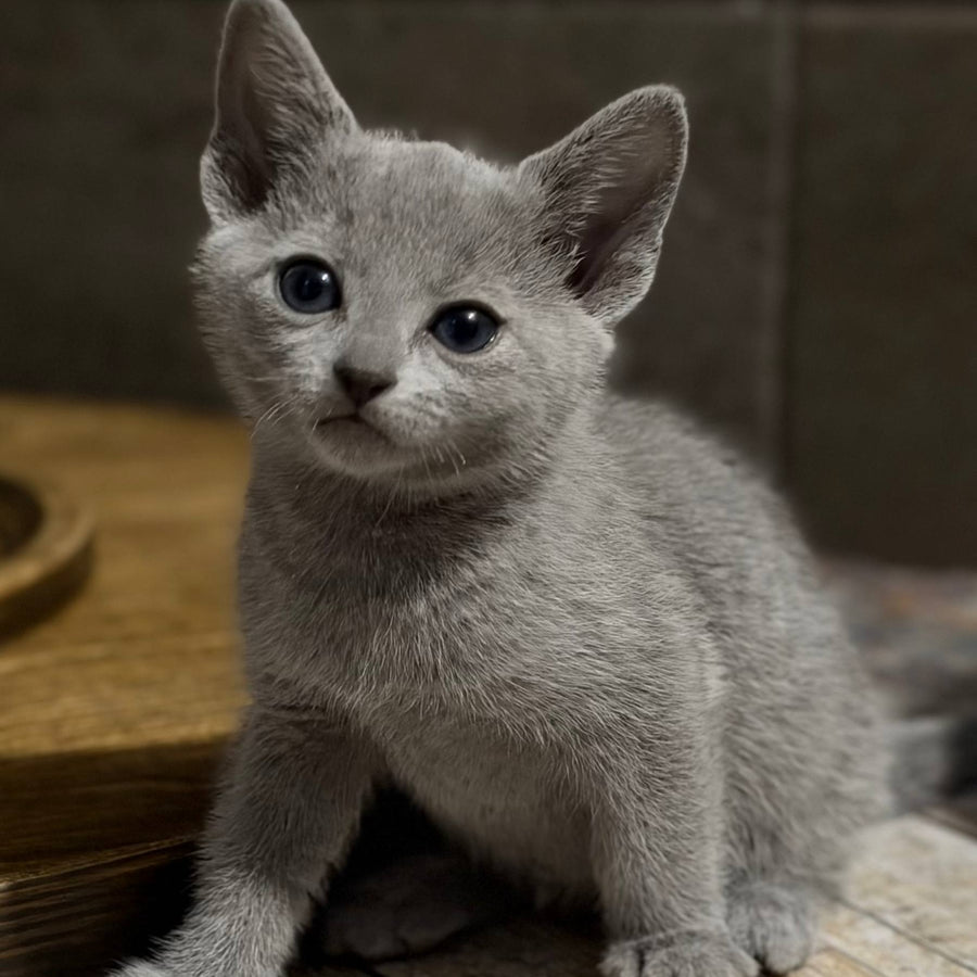 Neil Russian Blue male, blue