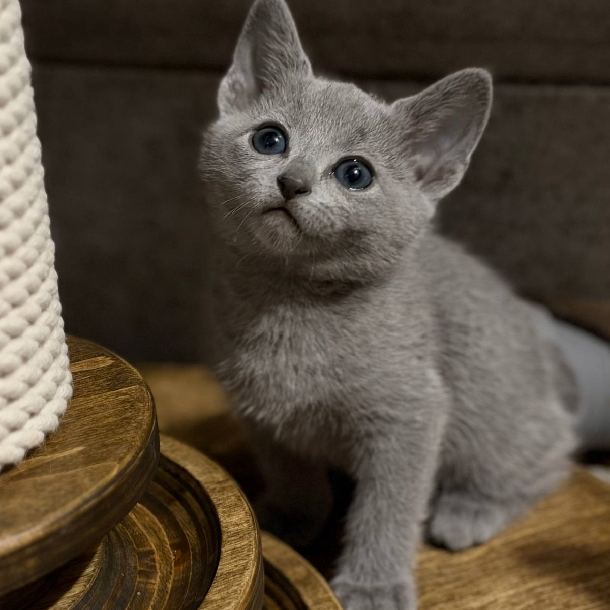 Neil Russian Blue male, blue