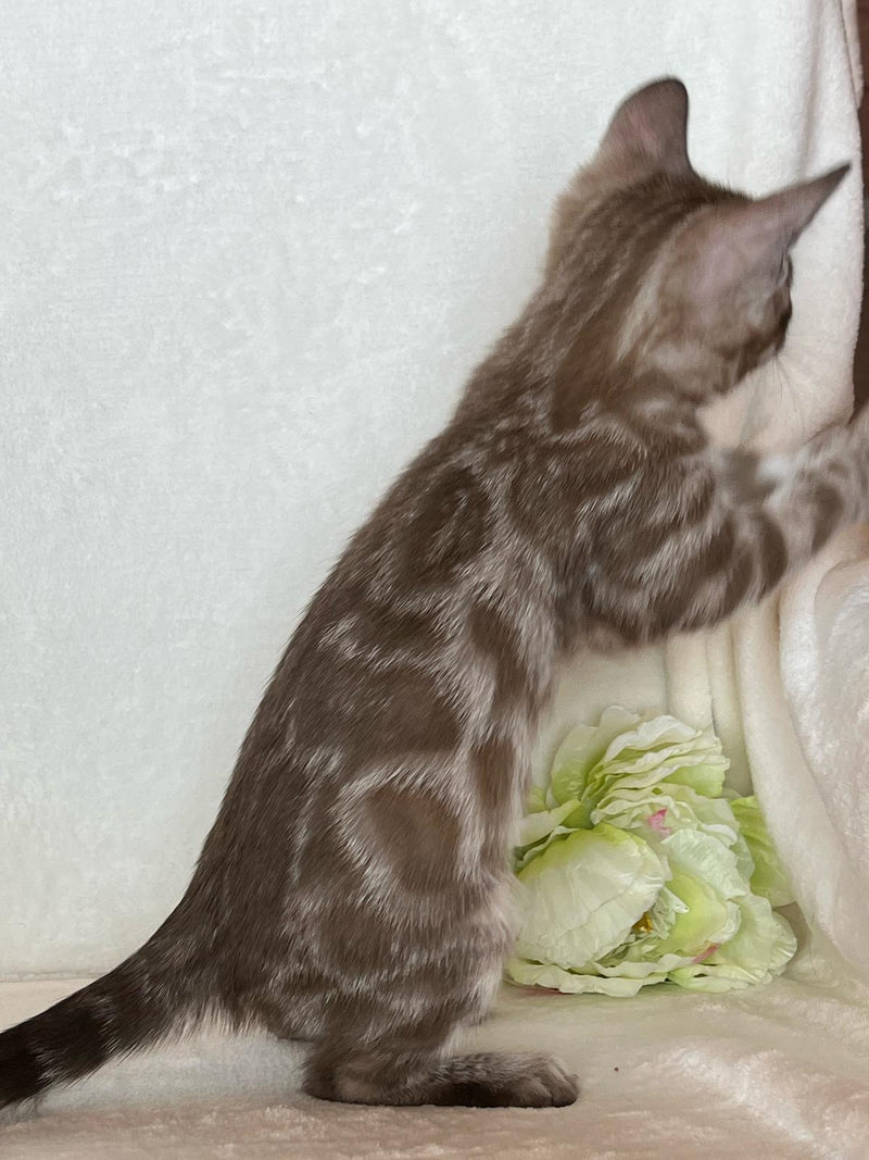 Tagri Munchkin female, black golden tabby