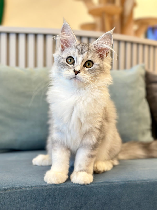 Happy Maine Coon female, black silver ticked tabby with white