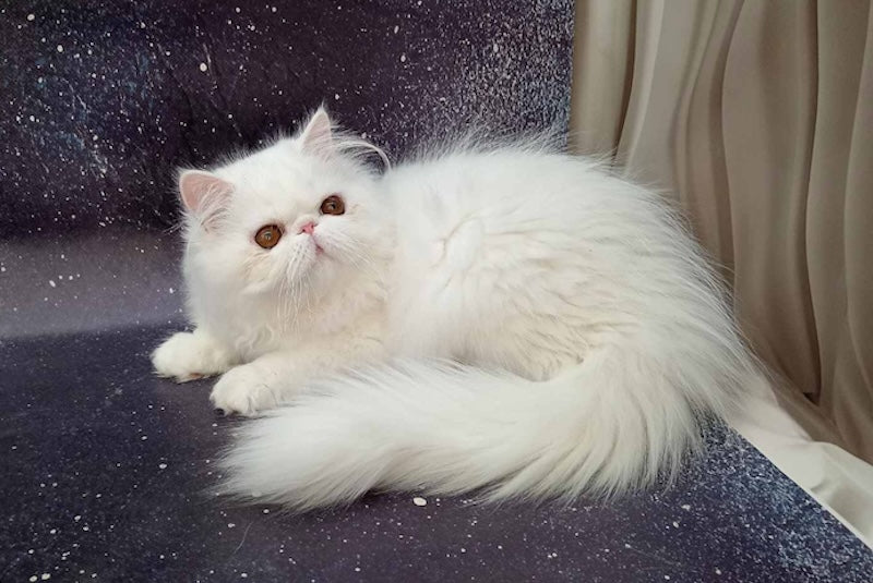 Ferdinanda Persian female, white
