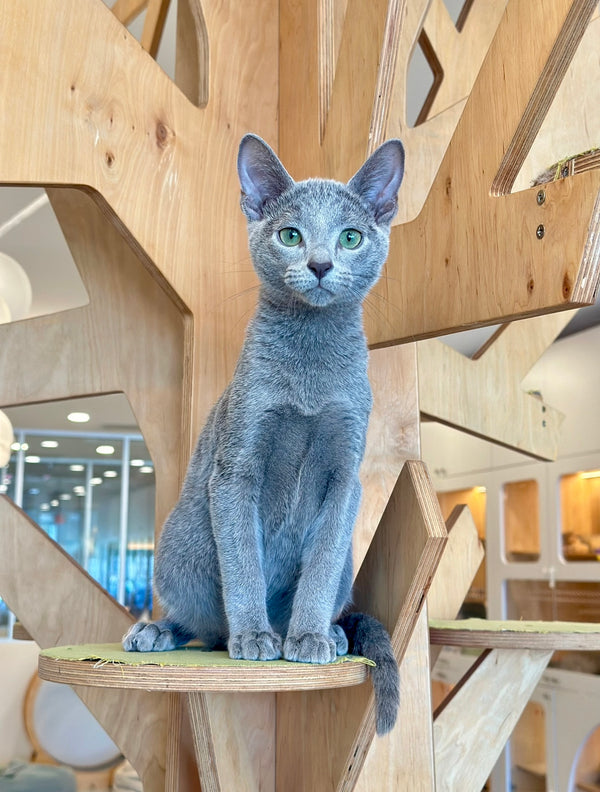 Frant Russian Blue male, blue