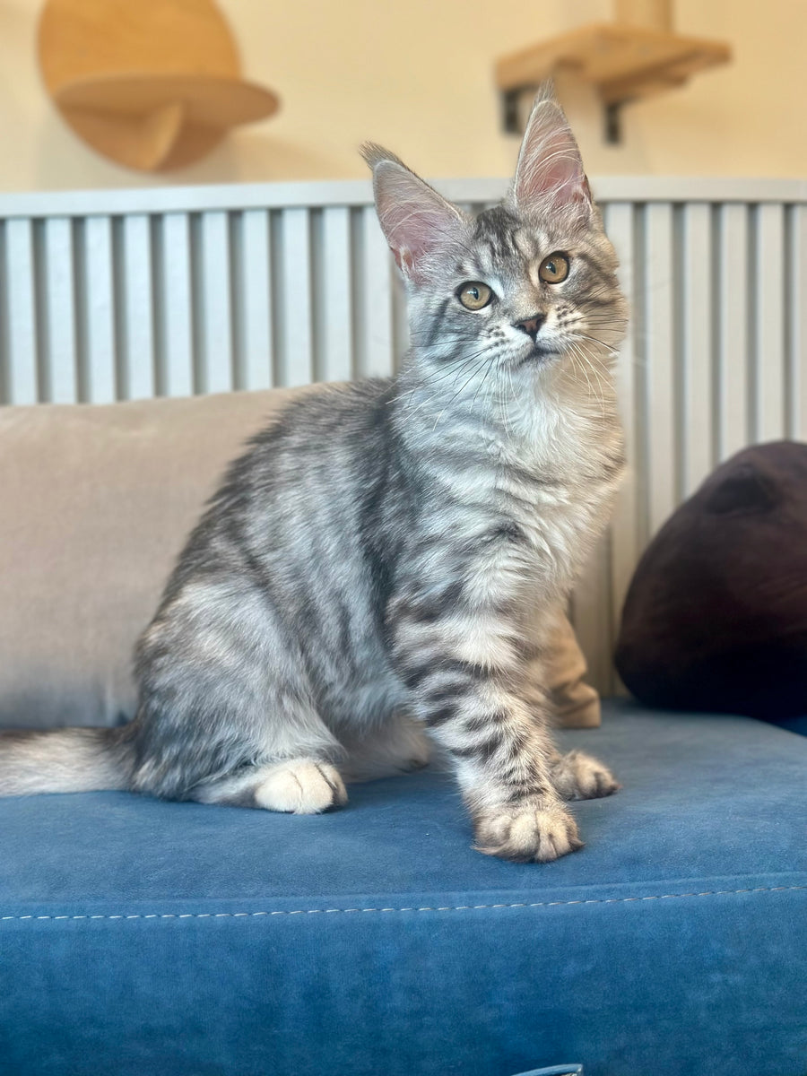Phoebe Maine Coon female, black silver tabby