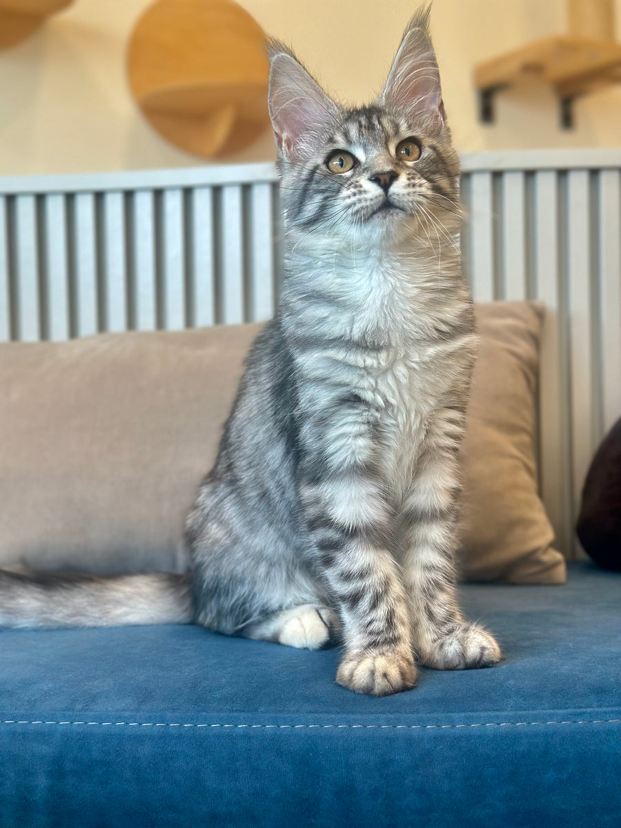 Phoebe Maine Coon female, black silver tabby