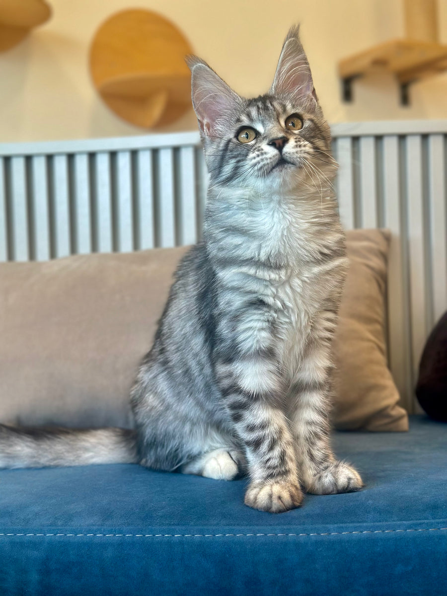 Phoebe Maine Coon female, black silver tabby