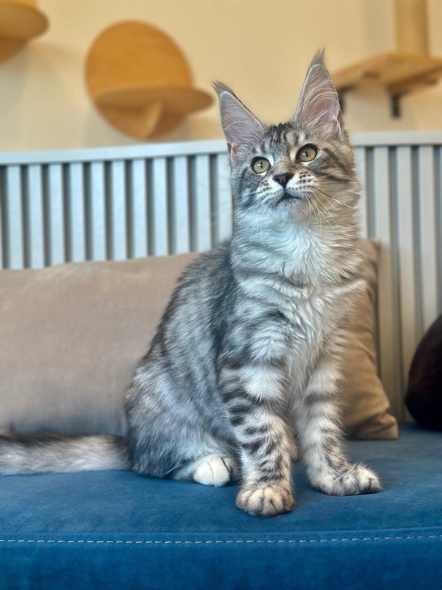 Phoebe Maine Coon female, black silver tabby