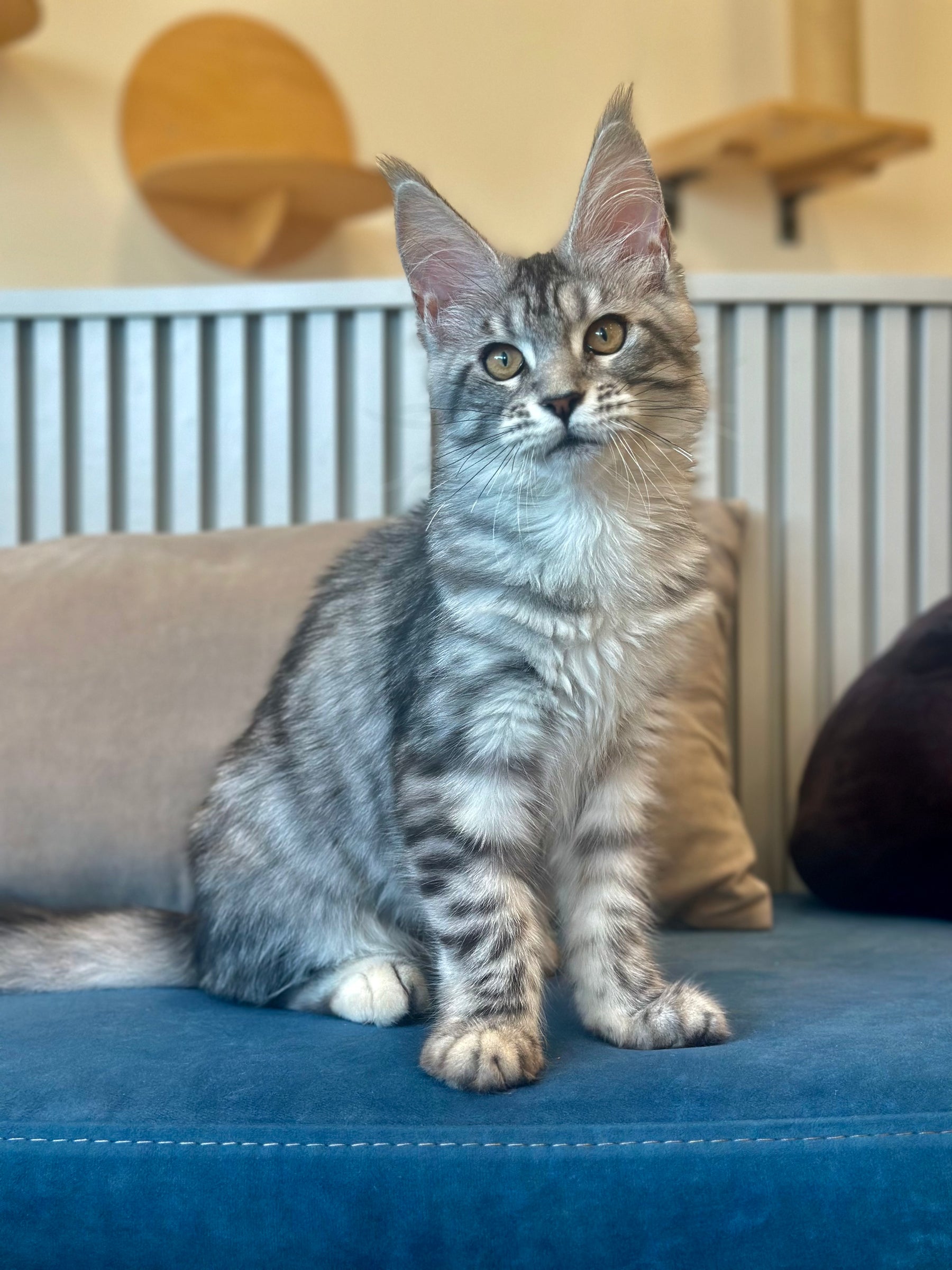 Phoebe Maine Coon female, black silver tabby