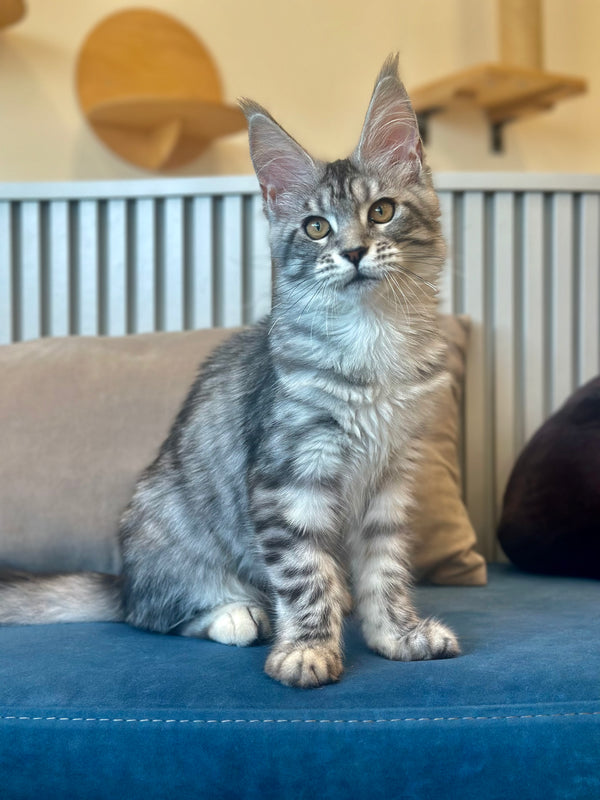 Phoebe Maine Coon female, black silver tabby