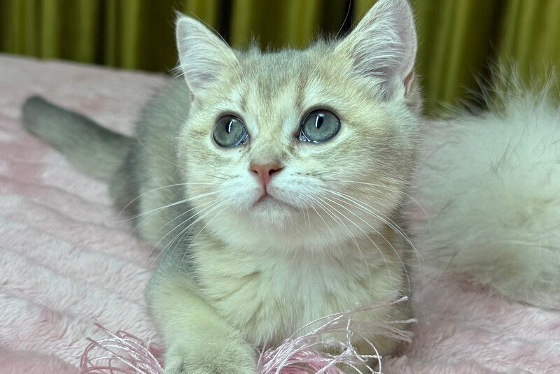 Bonnie Scottish Straight female, blue golden shaded