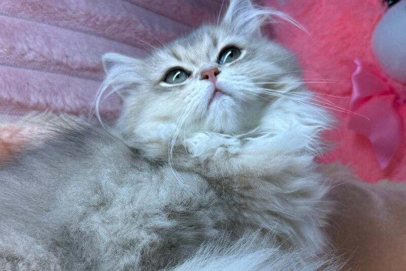 Baffi Scottish Straight female, blue golden shaded