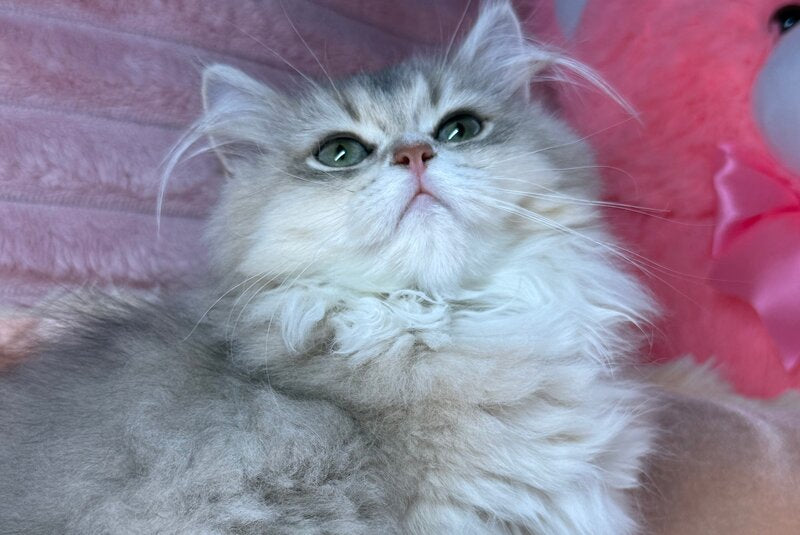 Baffi Scottish Straight female, blue golden shaded