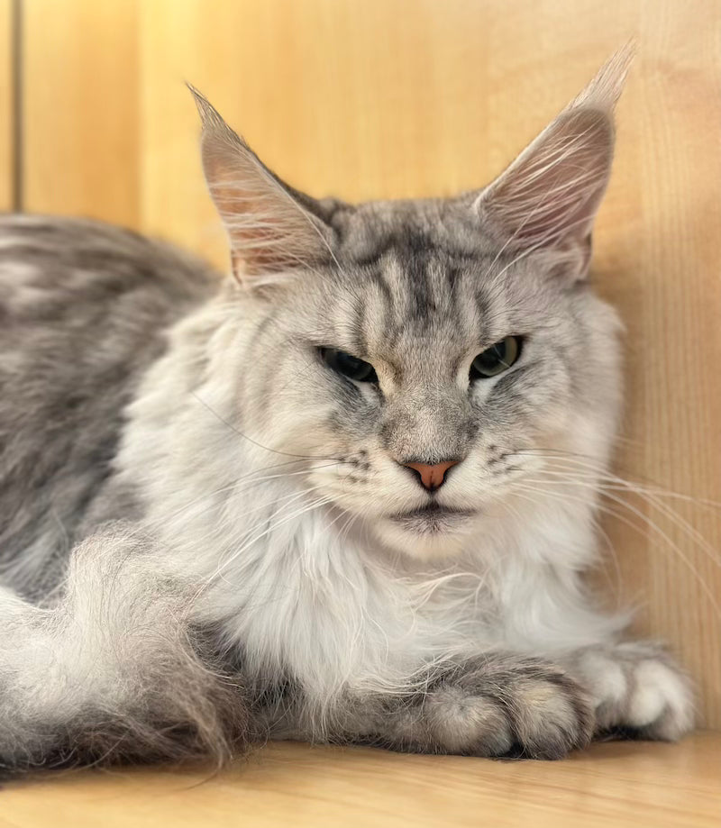 Alan Maine Coon male, black silver tabby