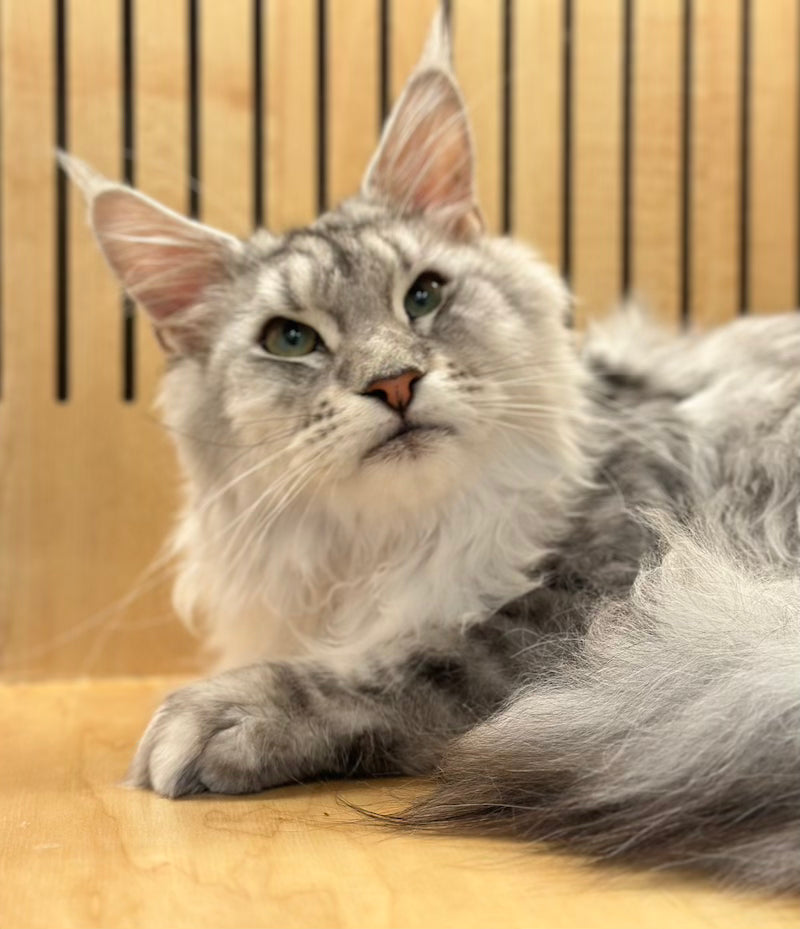 Alan Maine Coon male, black silver tabby