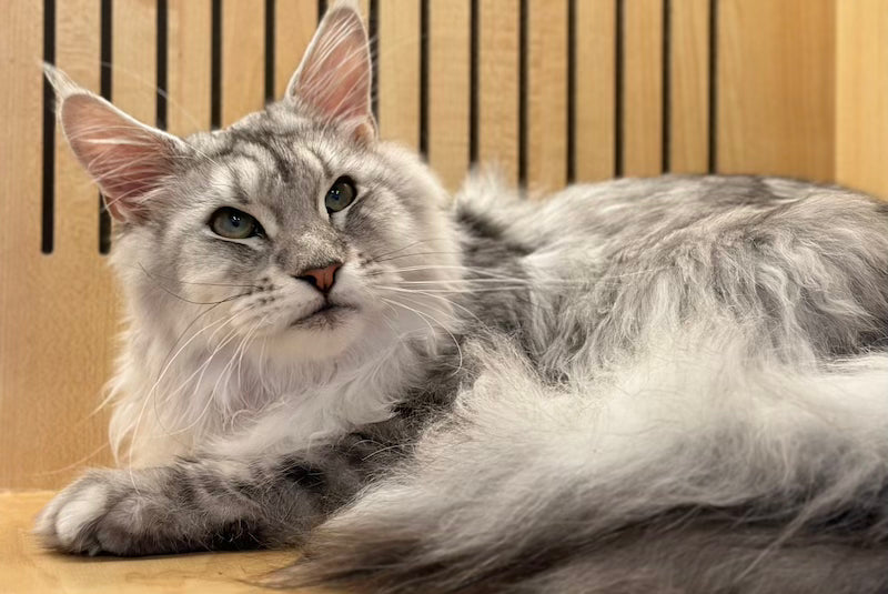 Alan Maine Coon male, black silver tabby