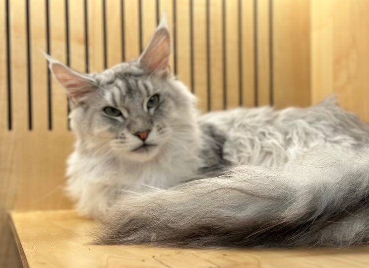 Alan Maine Coon male, black silver tabby