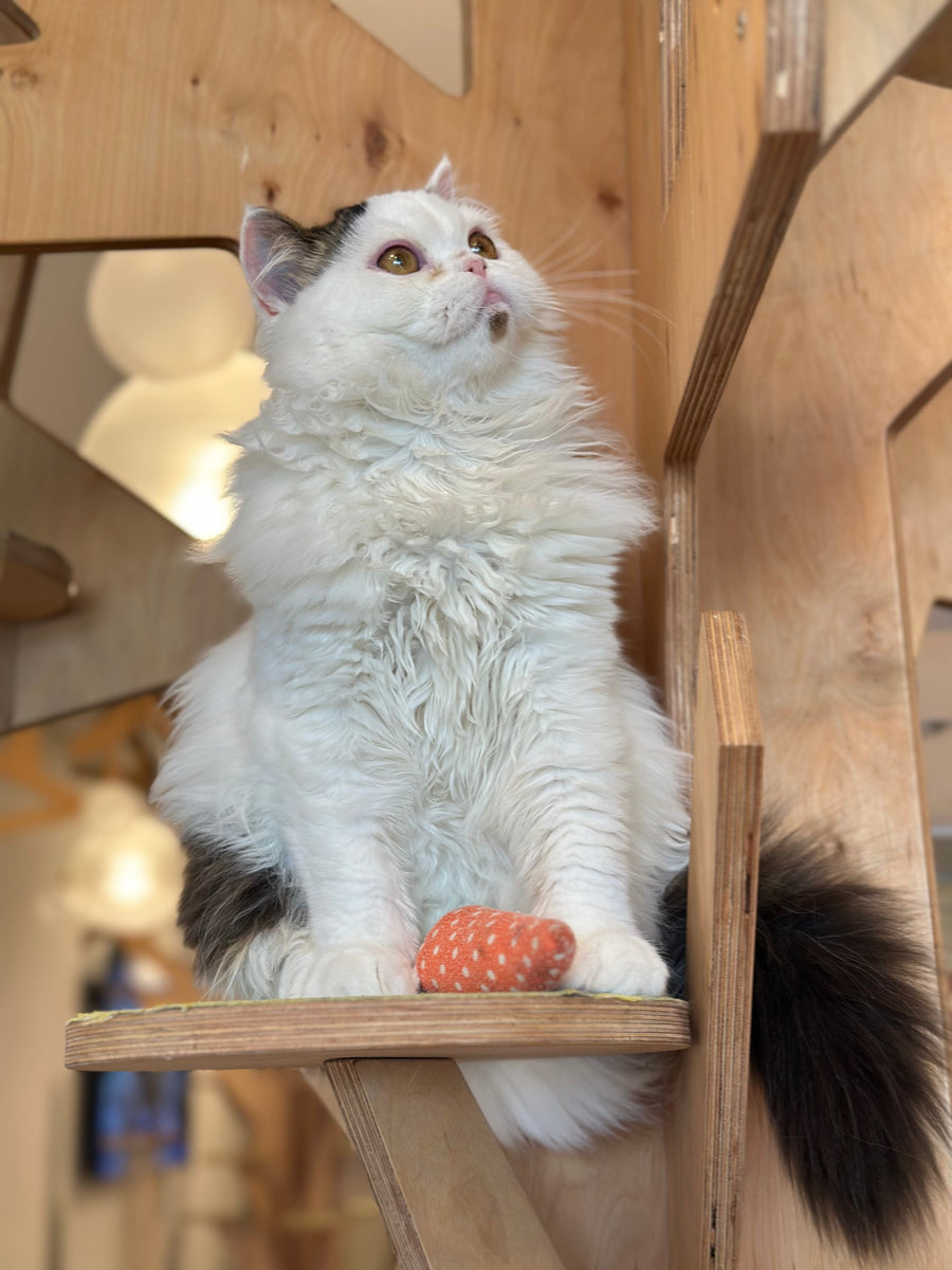 Eddi Scottish Straight male black tabby harlequin - live animals