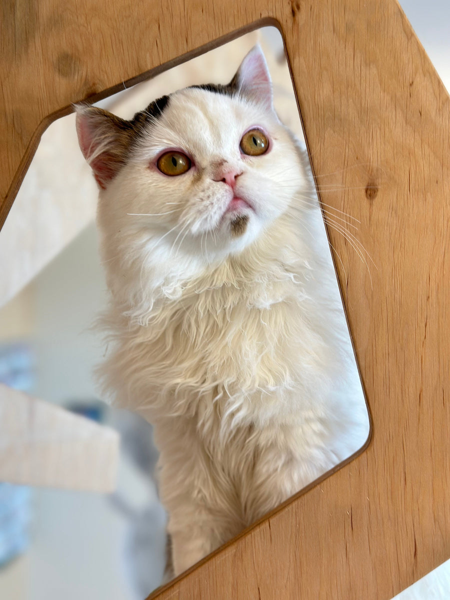 Eddi Scottish Straight male black tabby harlequin - live animals