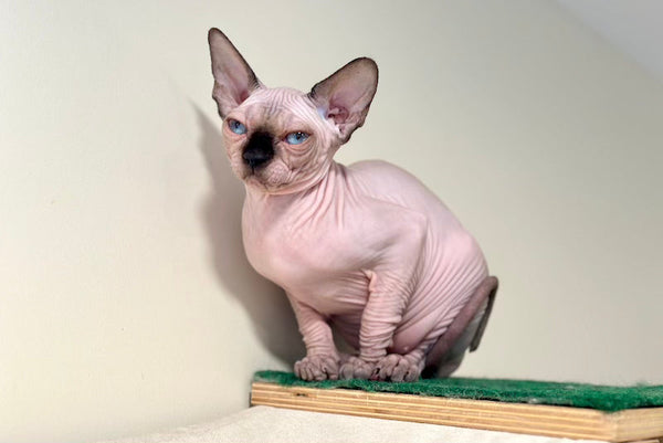 Nova Canadian Sphynx female seal pointed - live animals