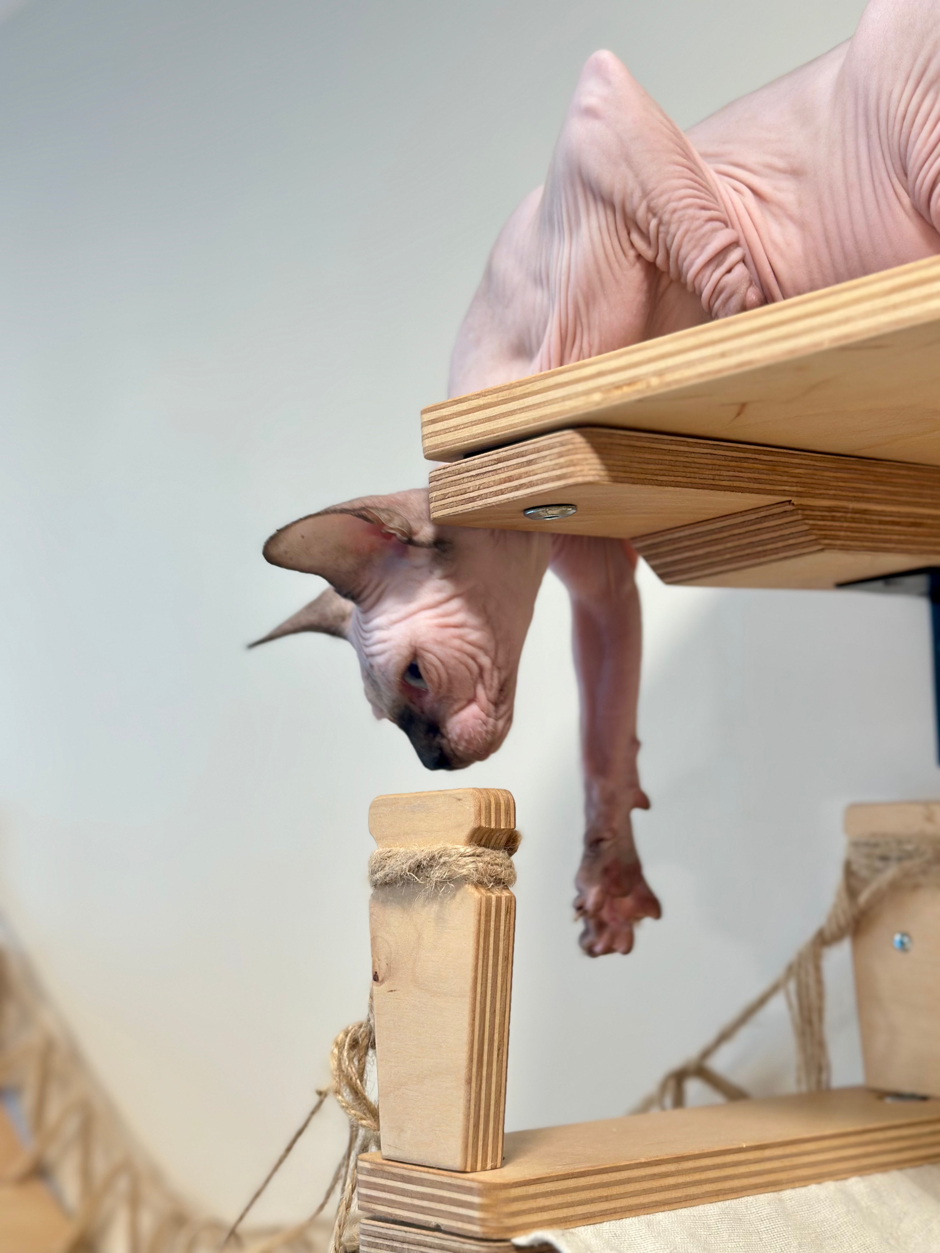 Nova Canadian Sphynx female, seal pointed