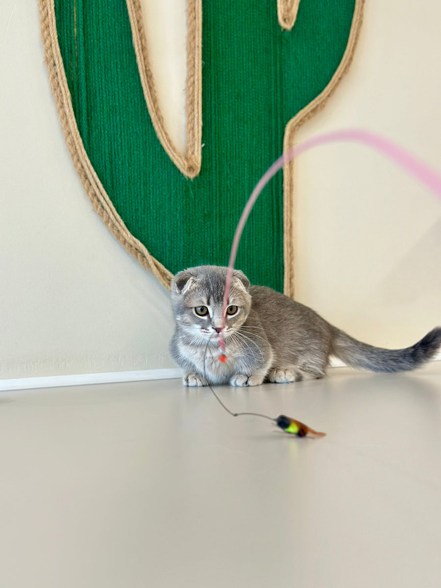 Jupiter Munchkin male blue ticked tabby - live animals