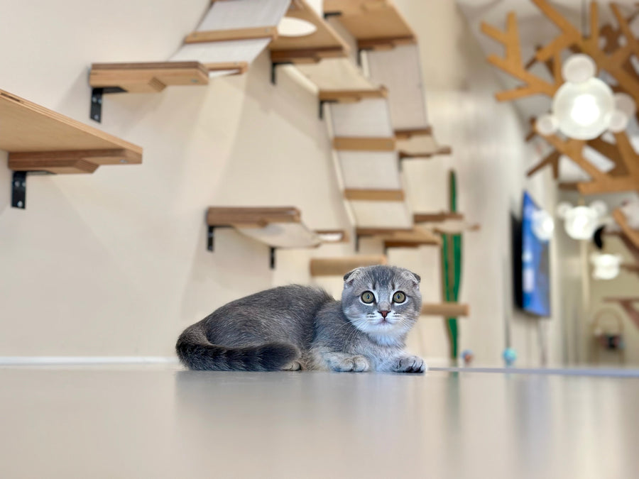 Jupiter Munchkin male blue ticked tabby - live animals