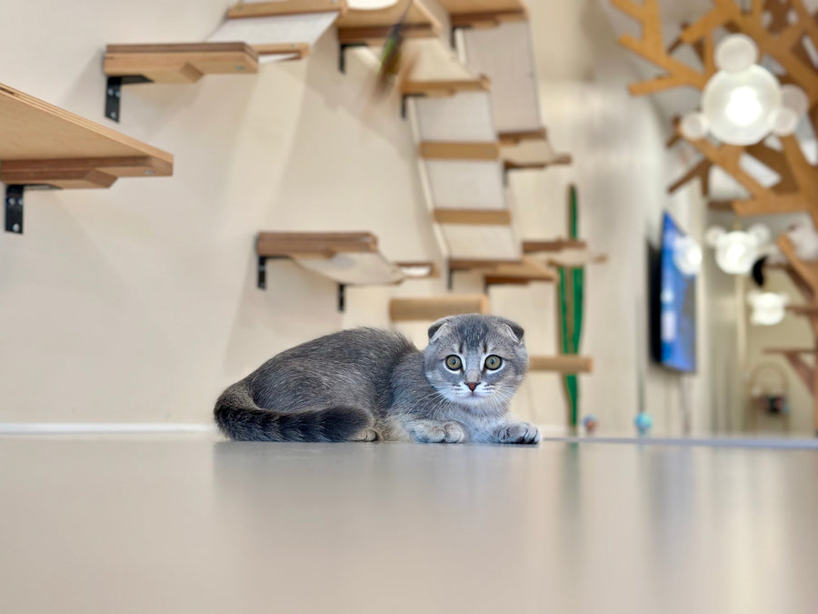 Jupiter Munchkin male blue ticked tabby - live animals