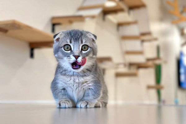 Jupiter Munchkin male blue ticked tabby - live animals