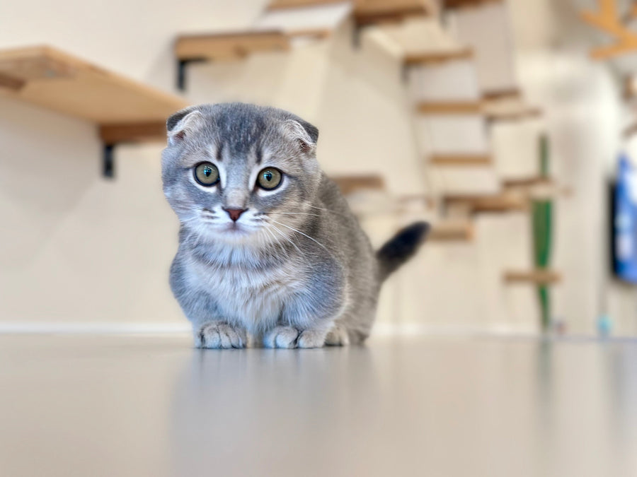 Jupiter Munchkin male blue ticked tabby - live animals
