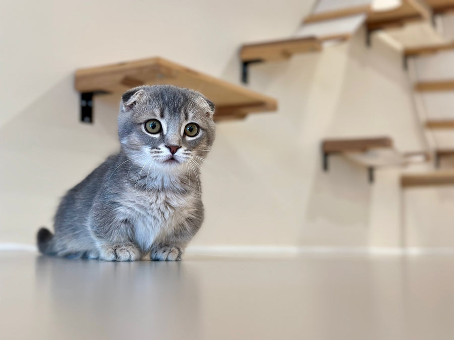 Jupiter Munchkin male blue ticked tabby - live animals