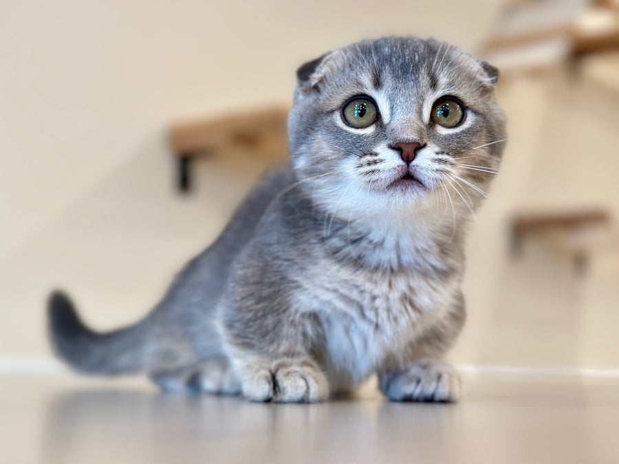 Jupiter Munchkin male blue ticked tabby - live animals