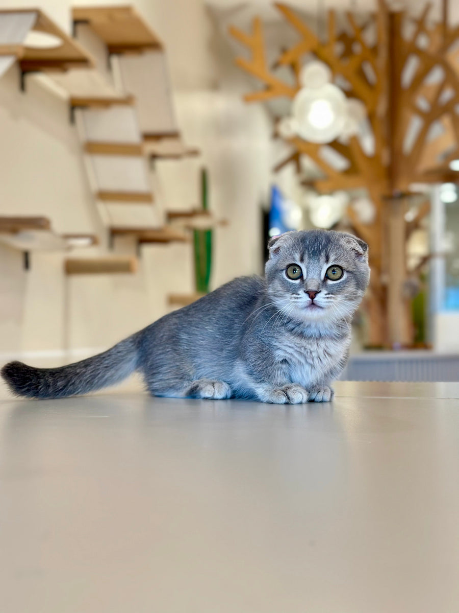 Jupiter Munchkin male blue ticked tabby - live animals