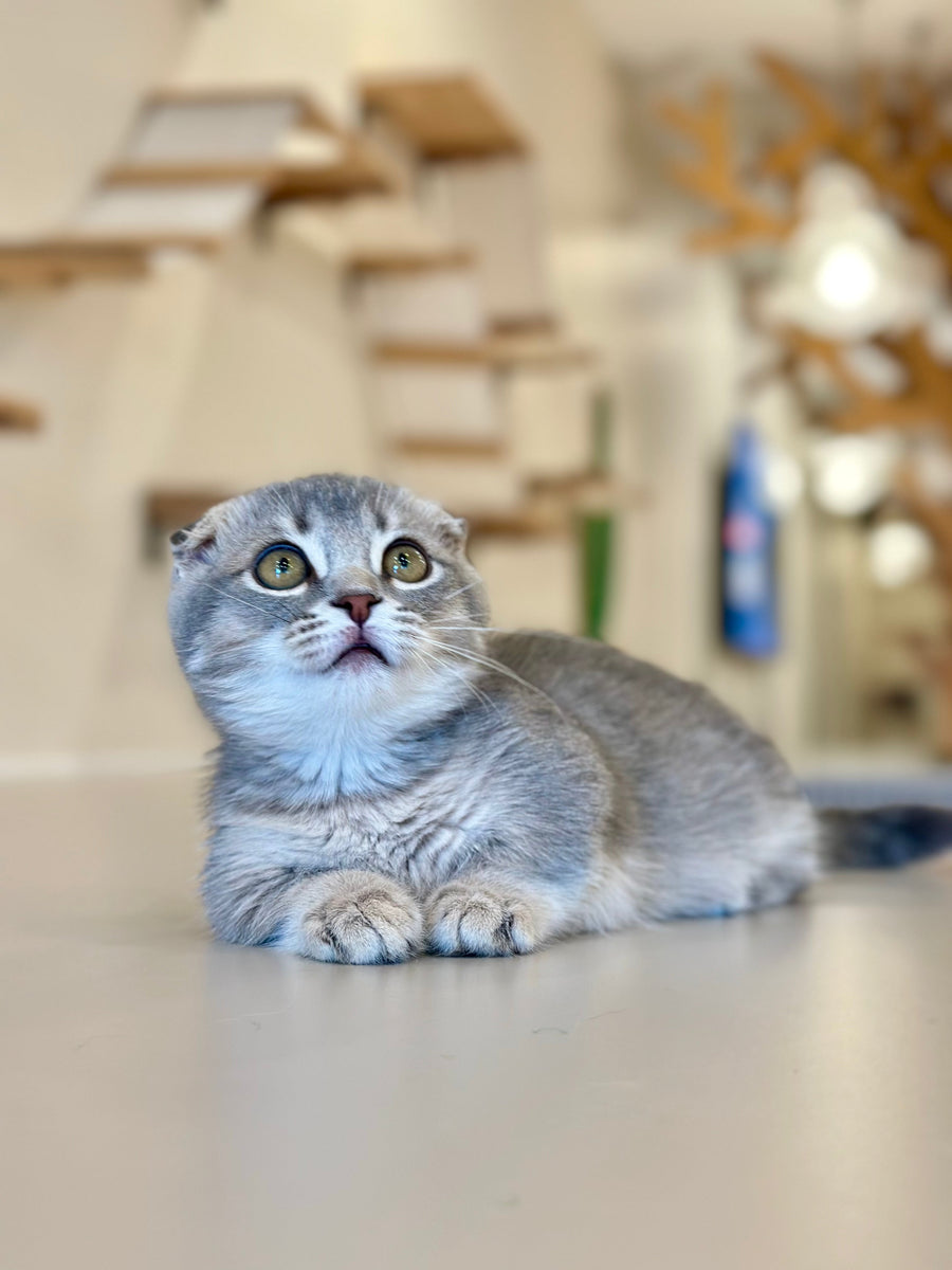 Jupiter Munchkin male blue ticked tabby - live animals