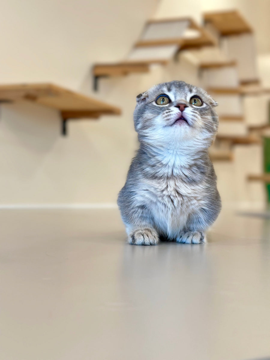 Jupiter Munchkin male blue ticked tabby - live animals