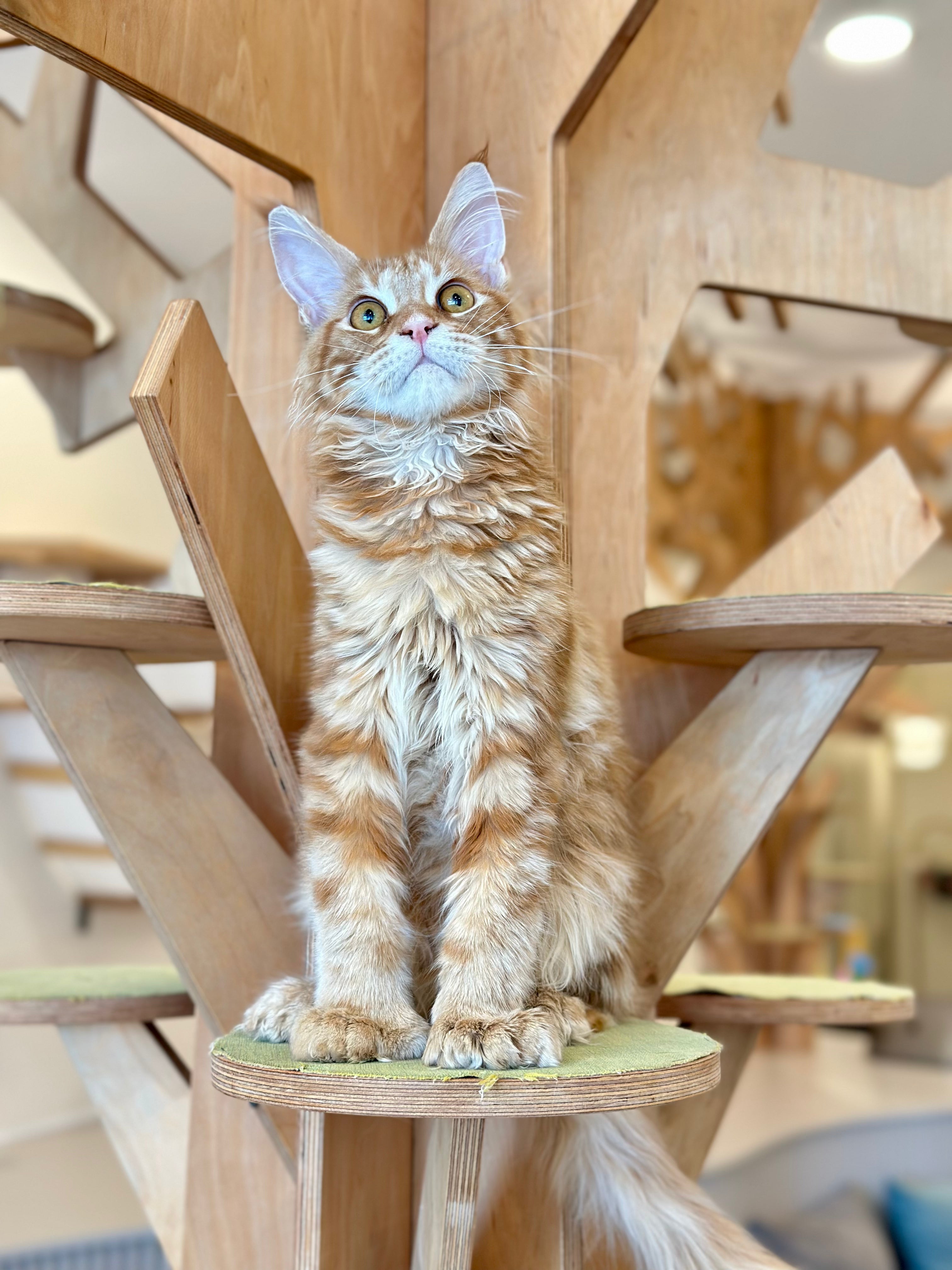 Mars Maine Coon polydactyl male, red tabby