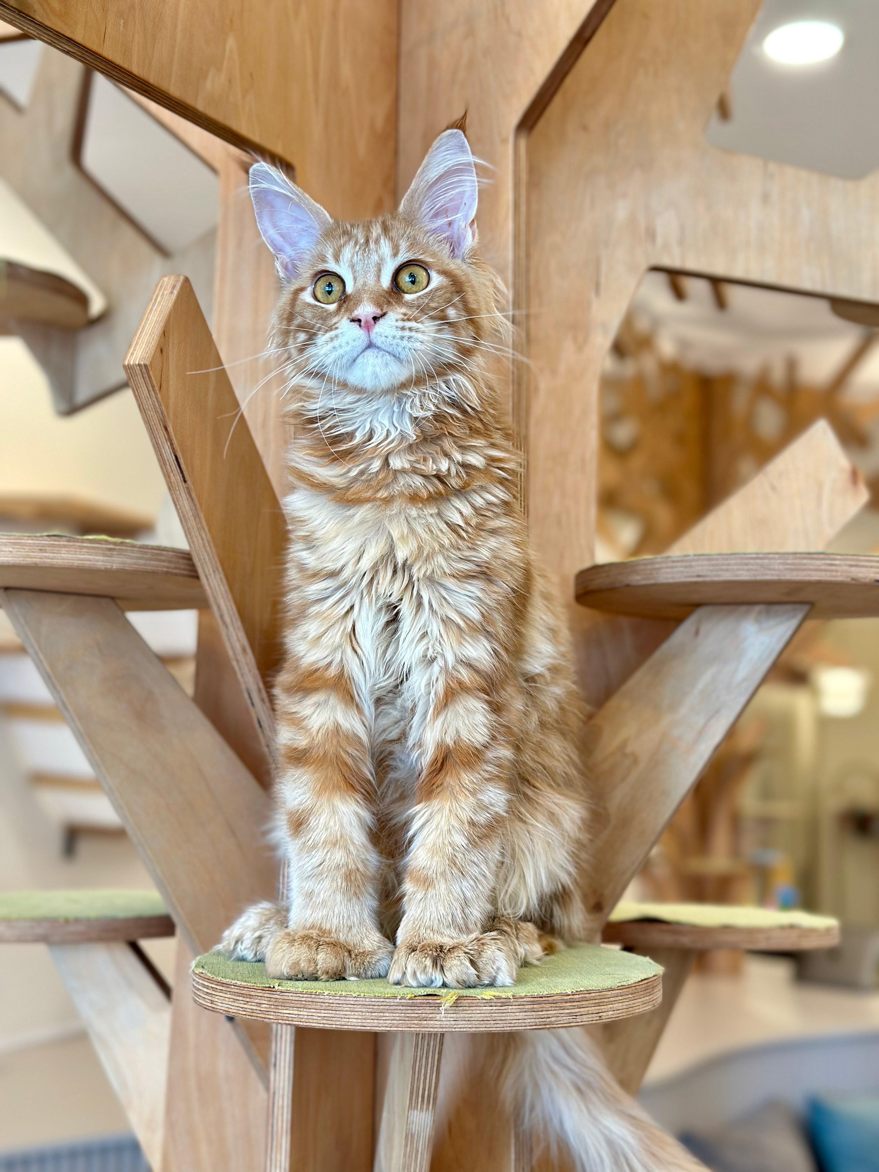 Mars Maine Coon polydactyl male, red tabby