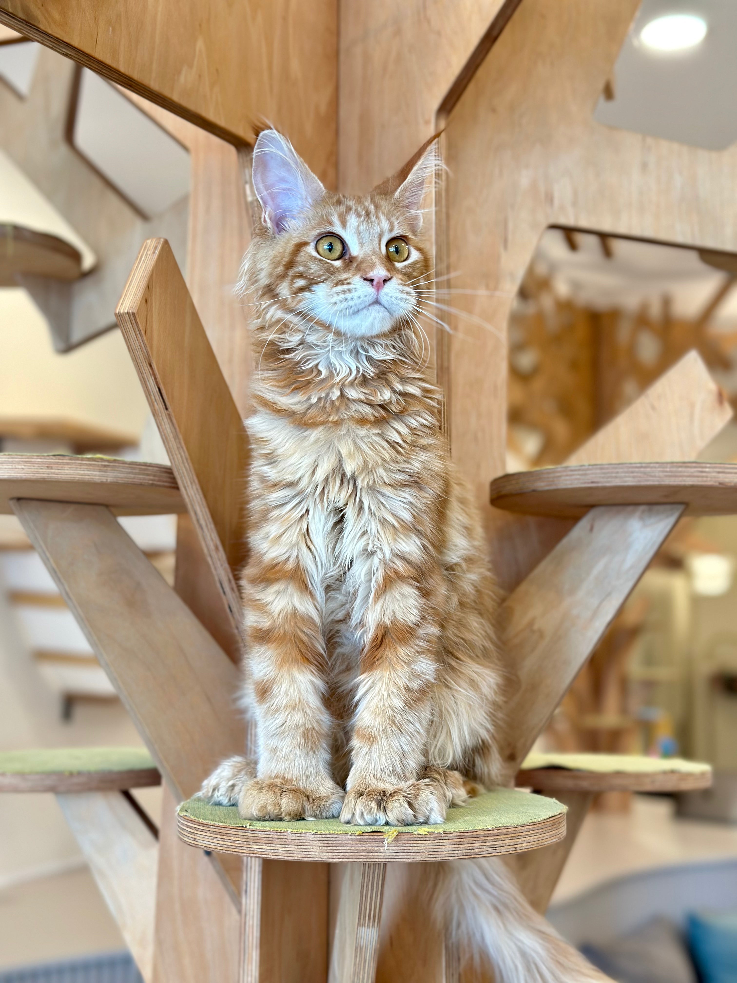 Mars Maine Coon polydactyl male, red tabby