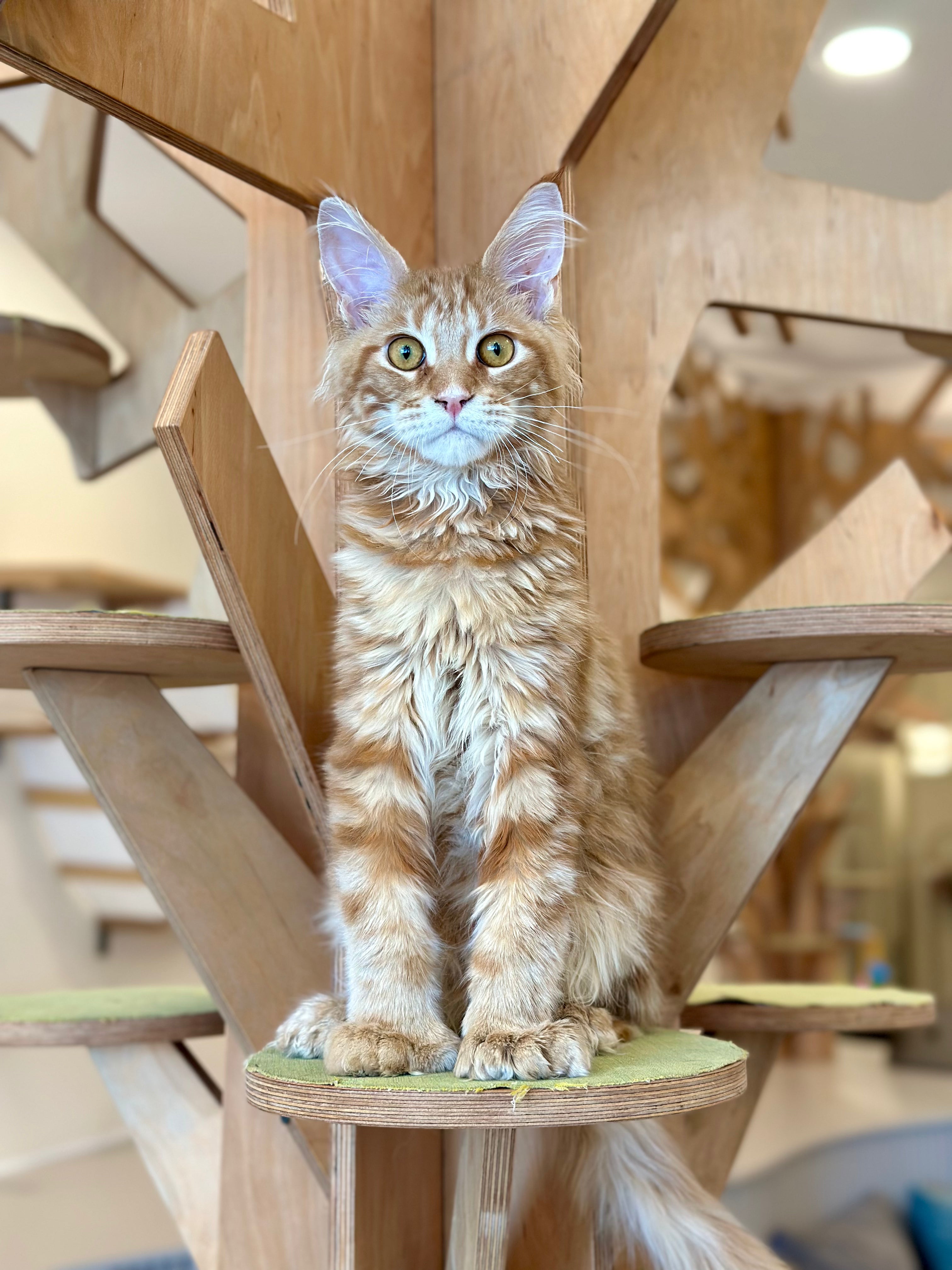 Mars Maine Coon polydactyl male, red tabby