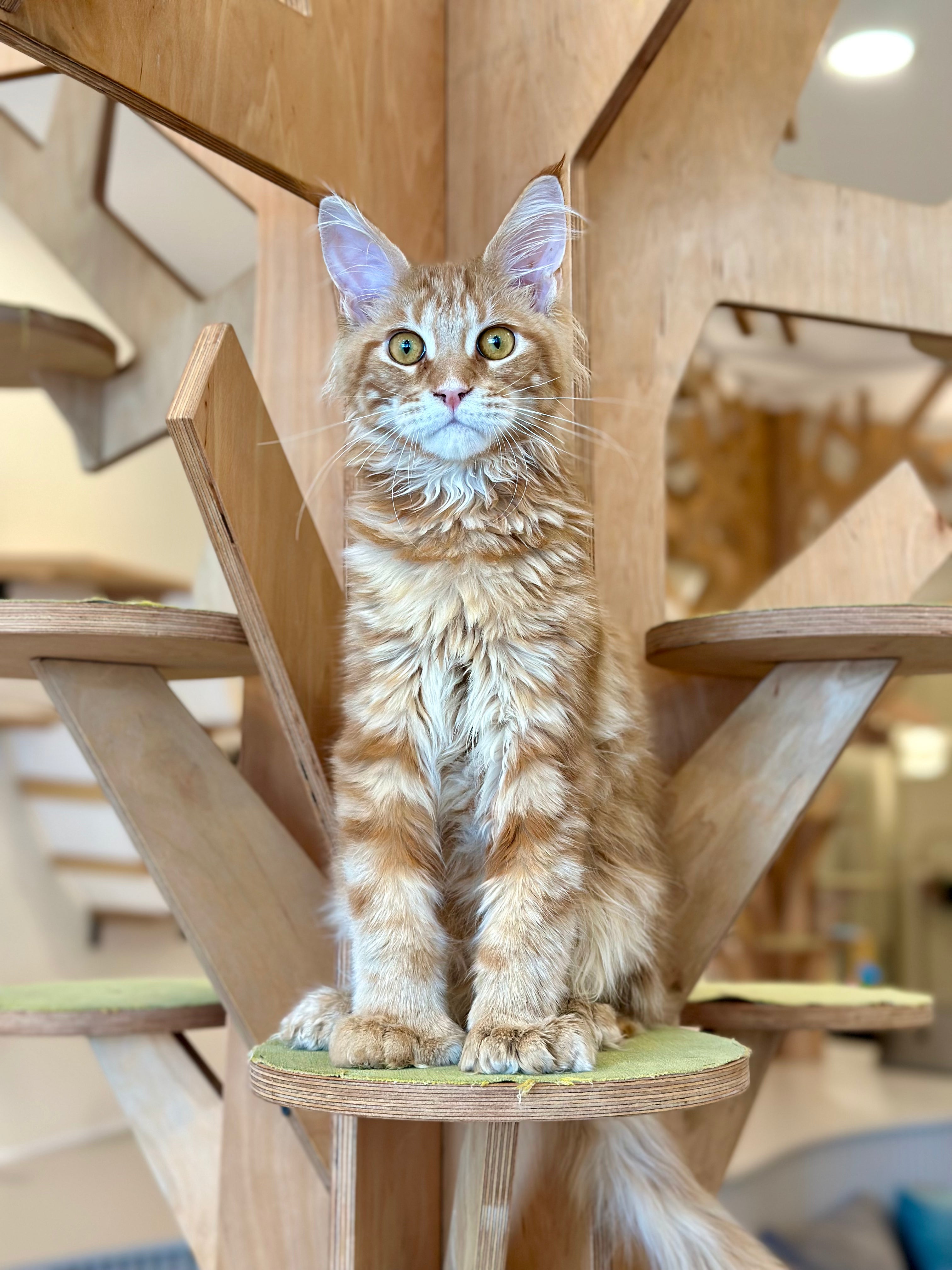 Mars Maine Coon polydactyl male, red tabby