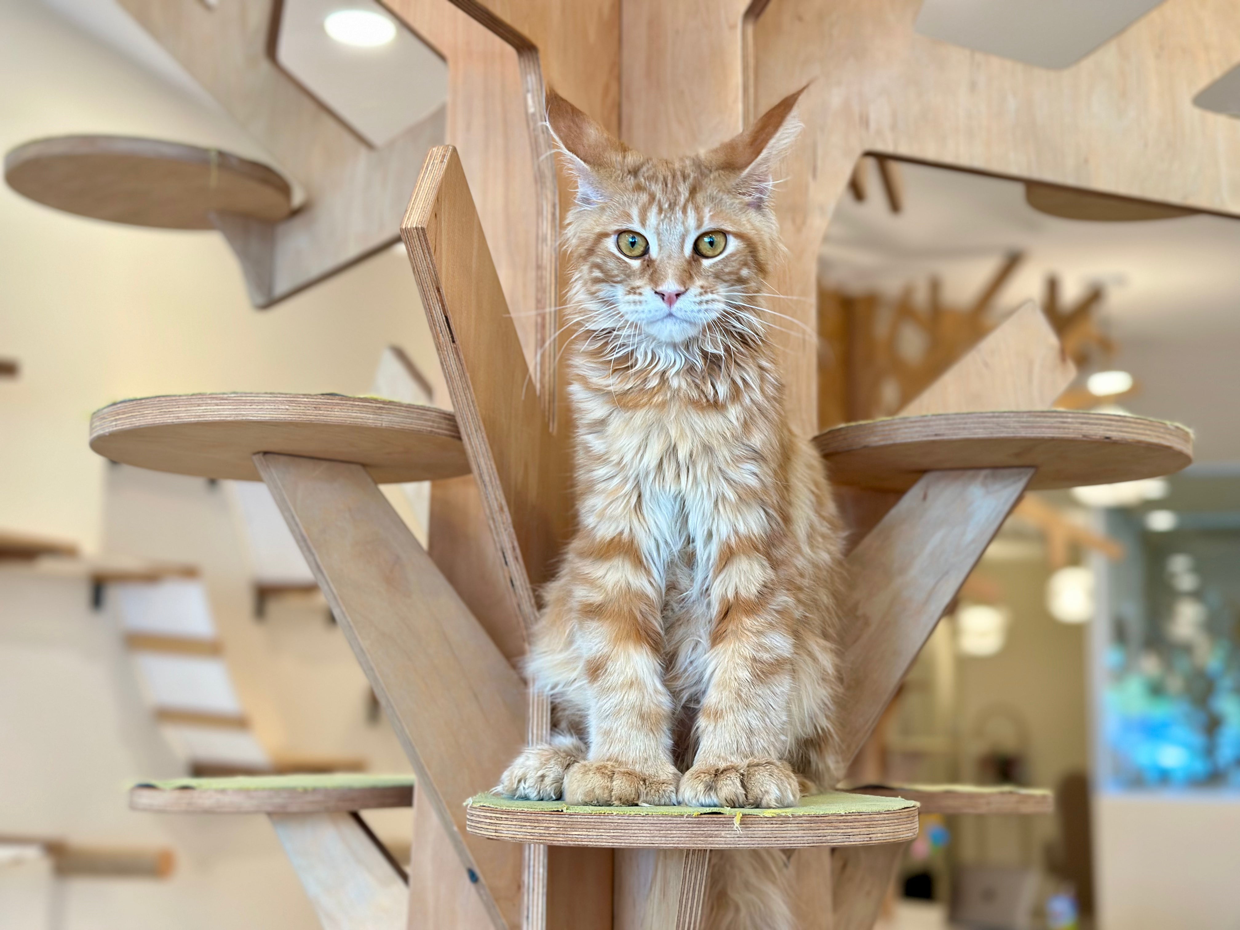 Mars Maine Coon polydactyl male, red tabby