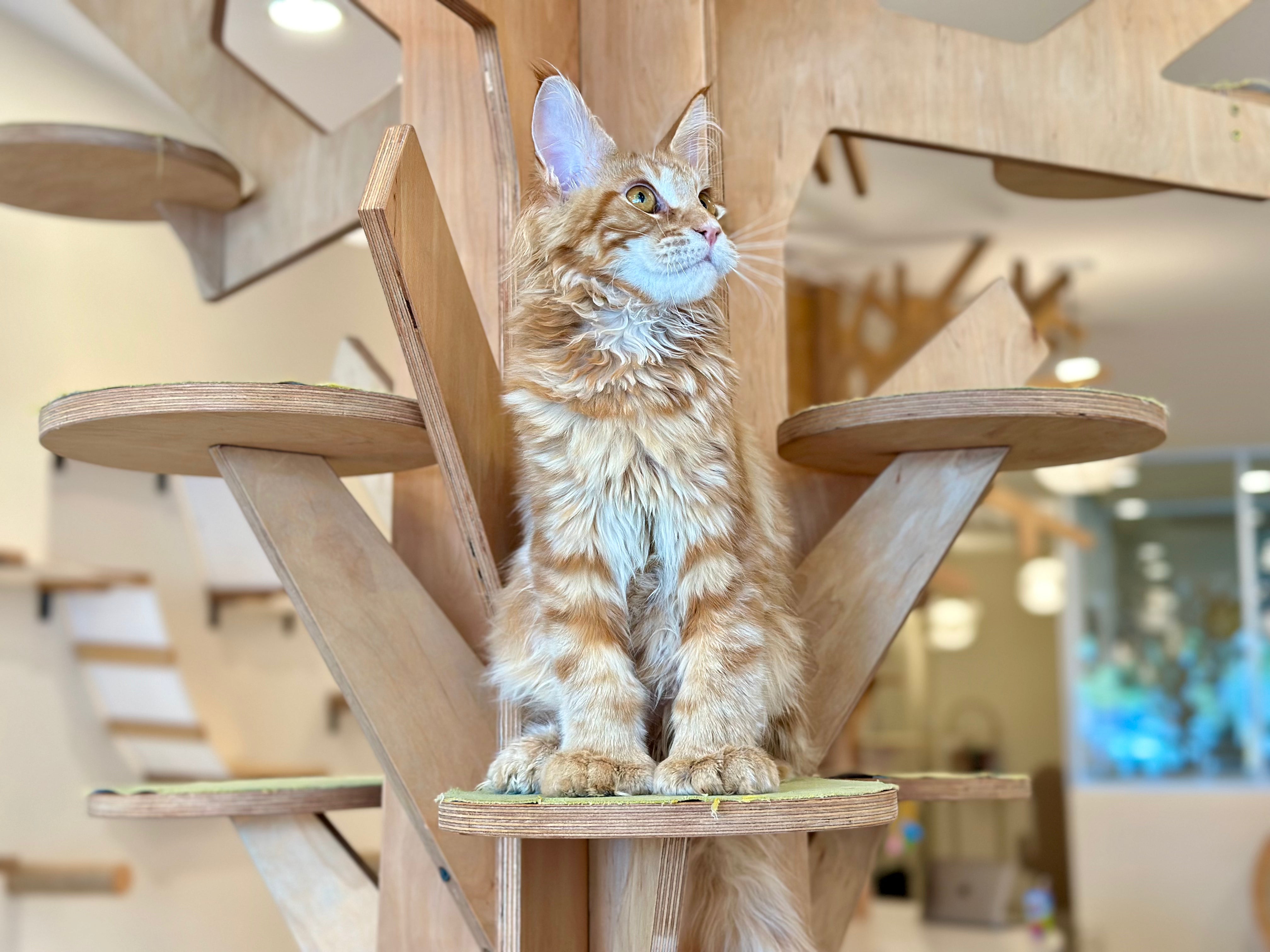 Mars Maine Coon polydactyl male, red tabby