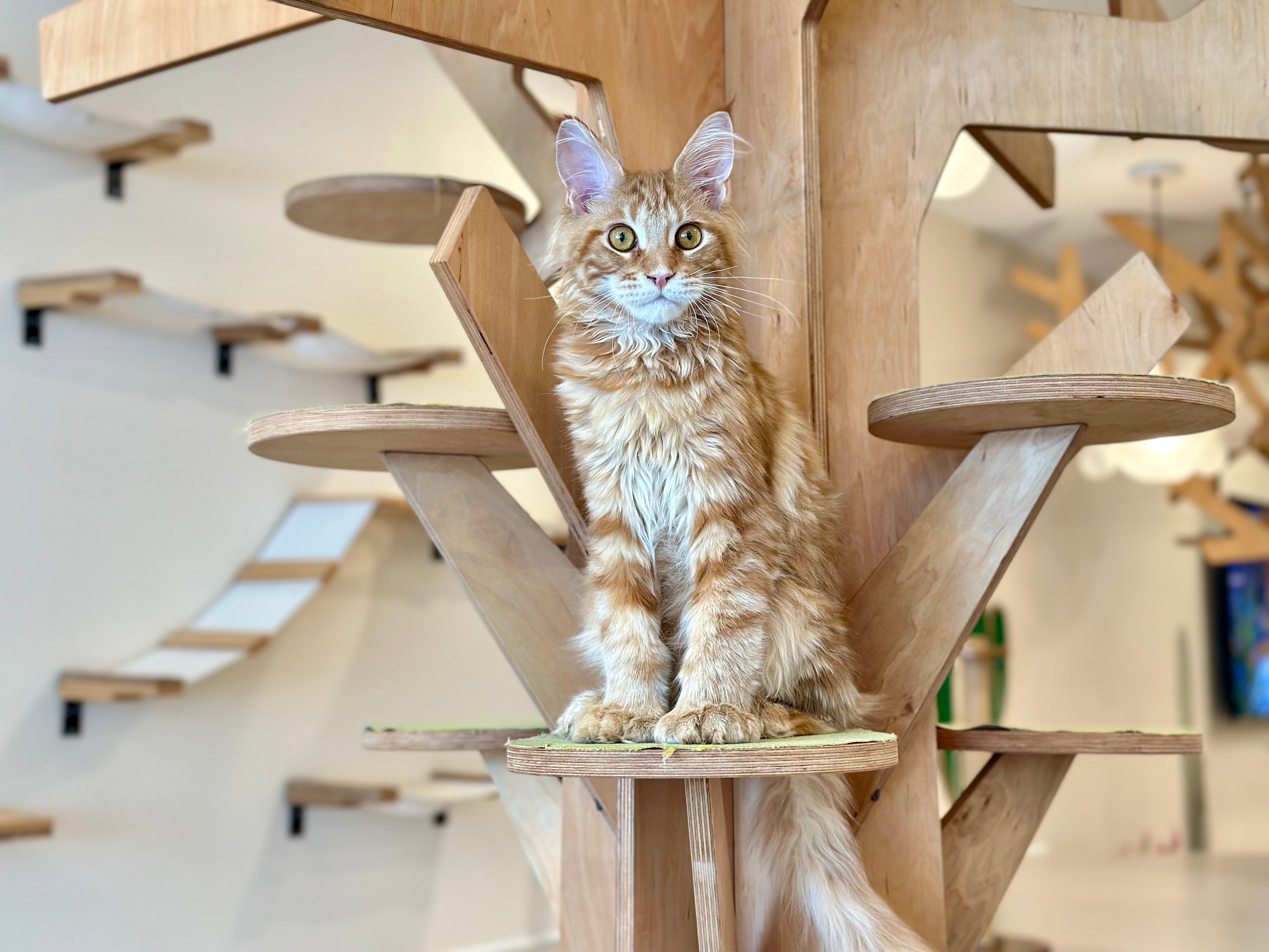 Mars Maine Coon polydactyl male, red tabby