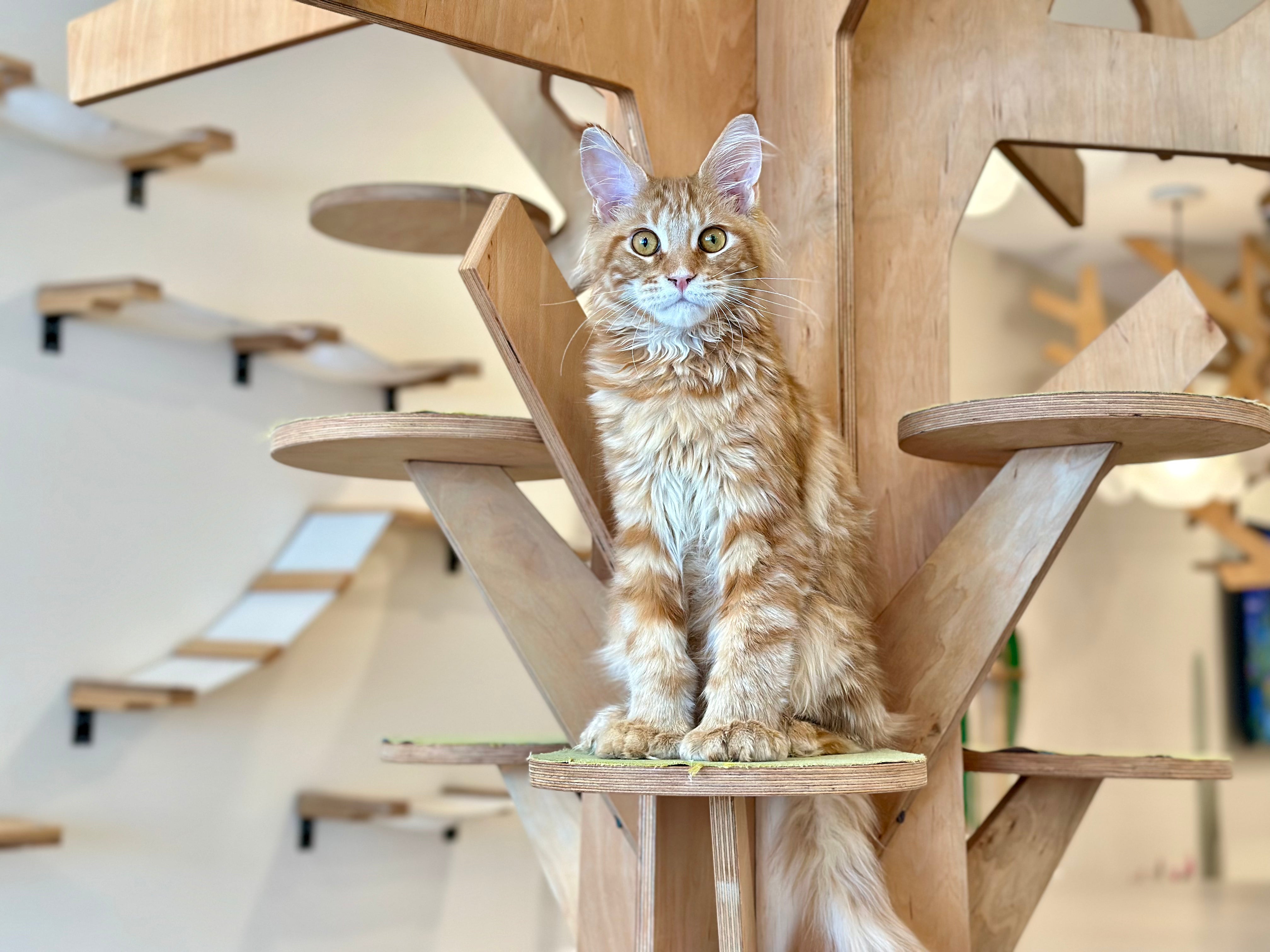 Mars Maine Coon polydactyl male, red tabby