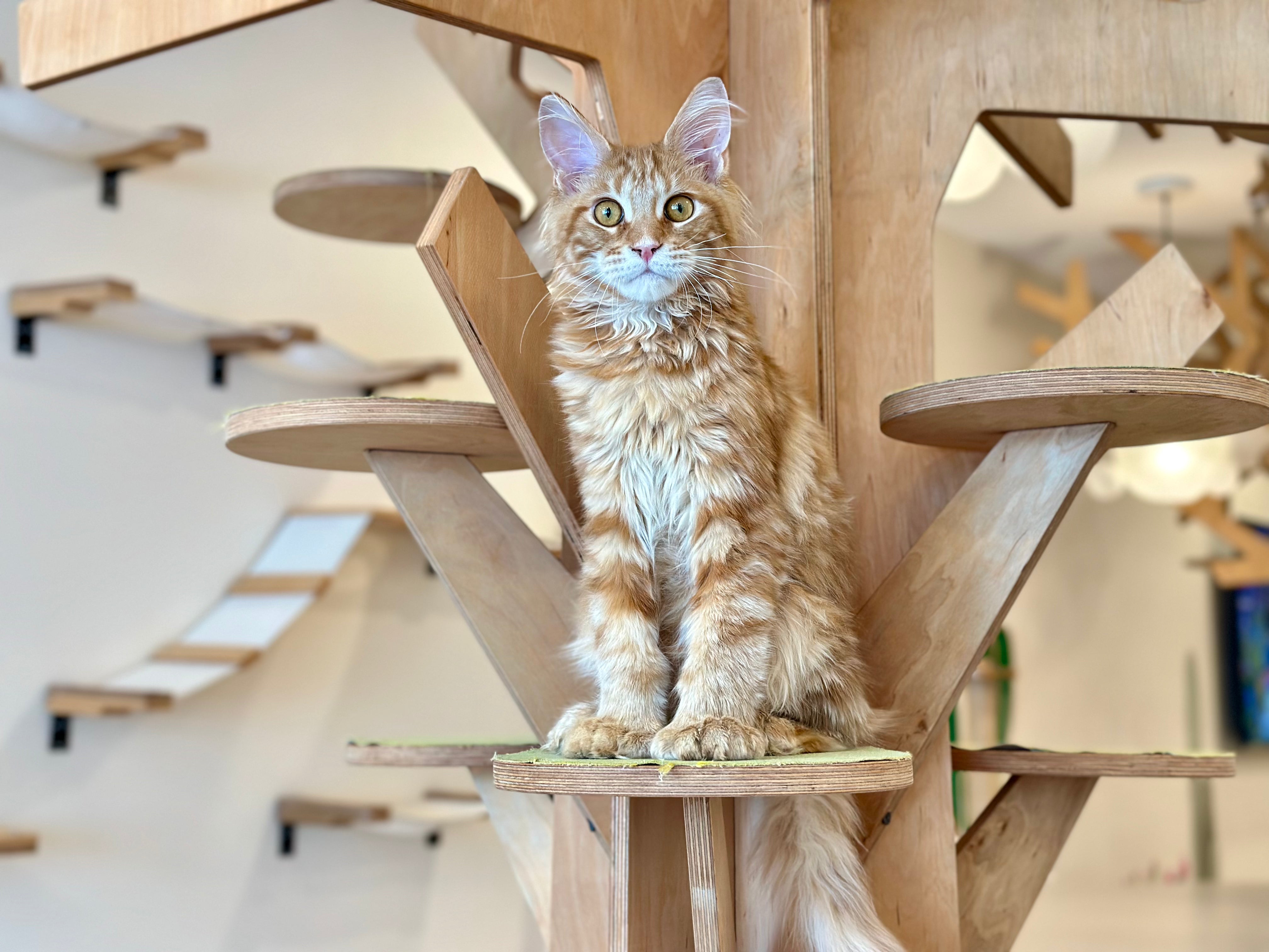 Mars Maine Coon polydactyl male, red tabby