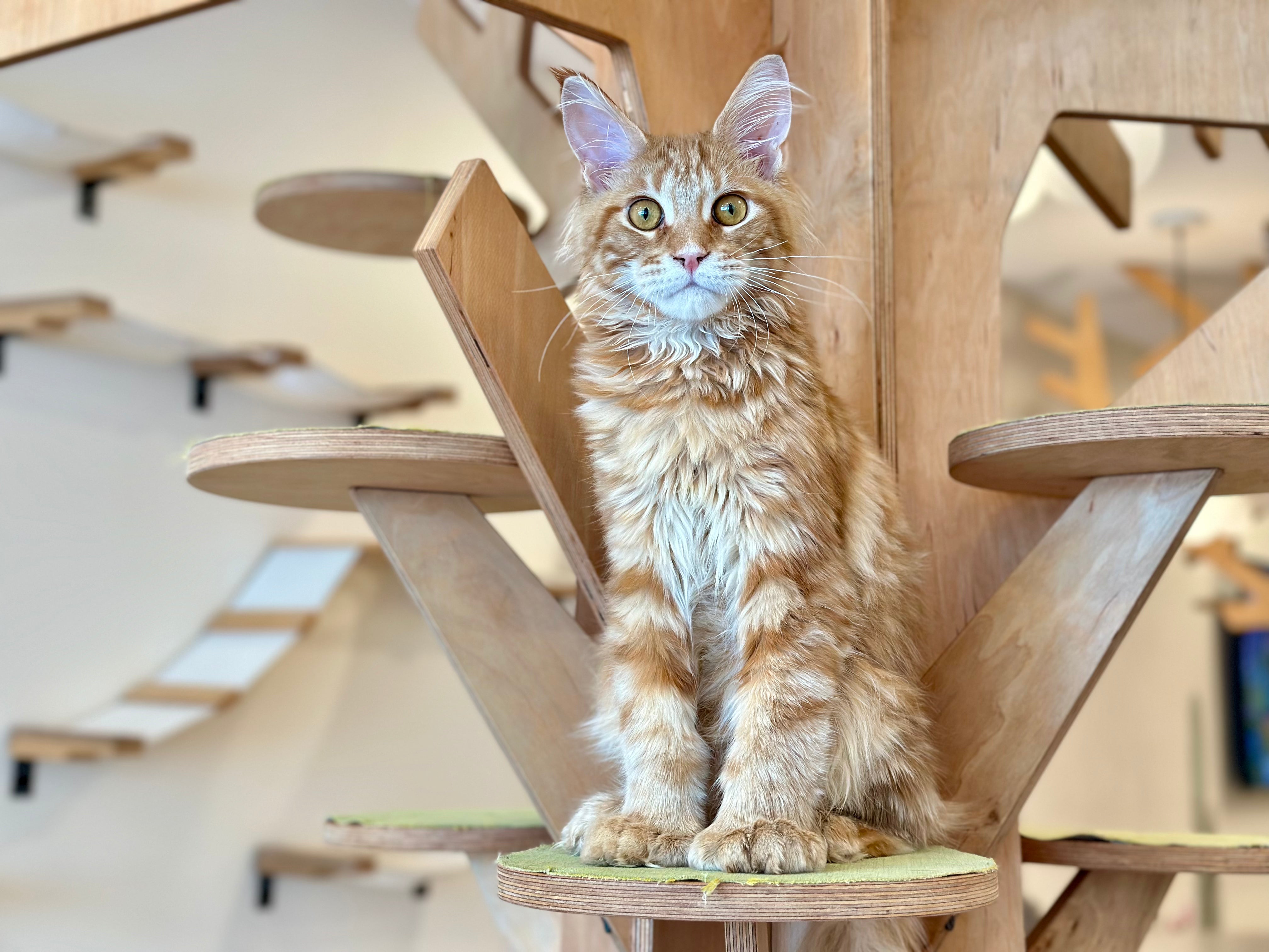 Mars Maine Coon polydactyl male, red tabby