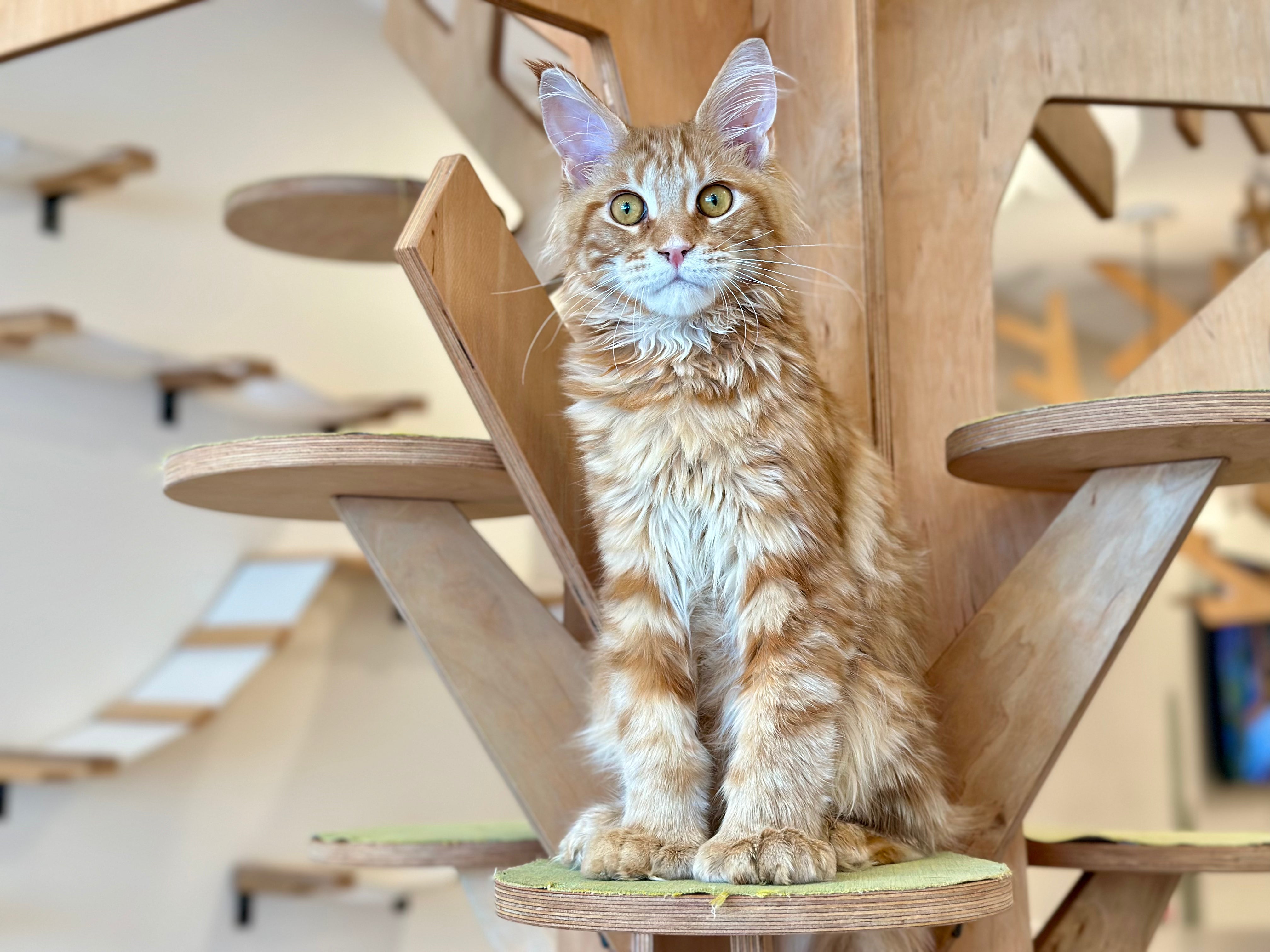 Mars Maine Coon polydactyl male, red tabby